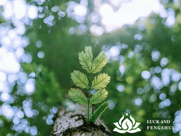 How Feng Shui and Mindfulness Support Emotional Healing